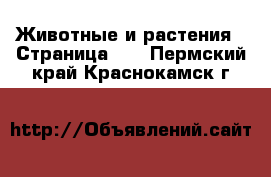  Животные и растения - Страница 18 . Пермский край,Краснокамск г.